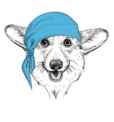 Dog in a pirate bandana. Vector illustration