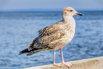 Möwe stehend auf einem Geländer aus Holz am Meer