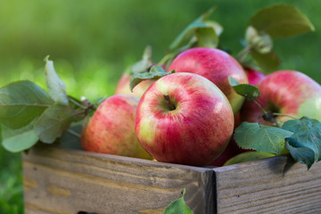 Apples in wooden crate in garden