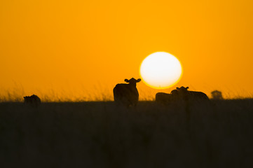Fototapeta premium Pampas landscape, Argentina
