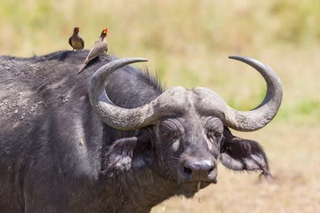 Cercles muraux Buffle African buffalo with a watchful eye and with yellow-billed oxpecker on its head