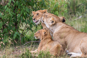 Lion with cubs lying in the grass and resting