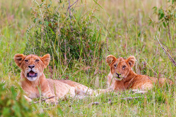 Naklejka na ściany i meble Two Lion Cubs lying in the grass in the savanna