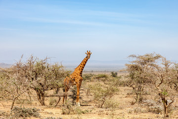 Giraffe standing and watching from the bushes on the savanna
