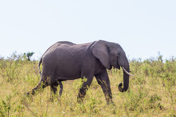 Big elephant bull walking on the savannah