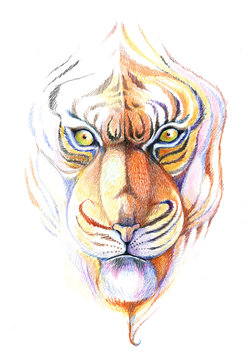 tiger head, pencil drawing