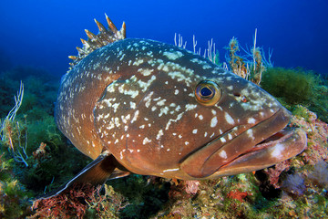 Mero en las islas Medes