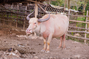 albino buffalo