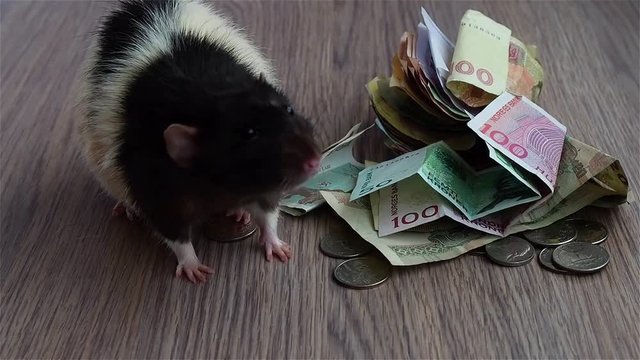 White and black rat walks around coins and banknotes
