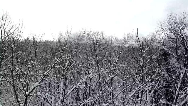 Aerial rising out of snowy forest to view see vast winter landscape