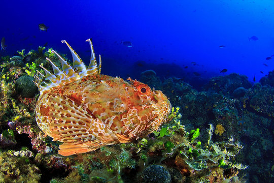 Escorpora o cabracho en las islas Medes