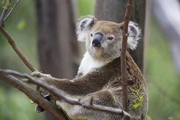 Papier Peint photo Lavable Koala Koala dans un arbre