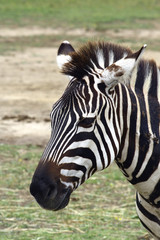 Fototapeta na wymiar Retrato de una zebra