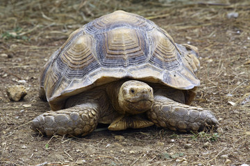 Gran tortuga de tierra