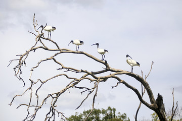 Ibises on a tree