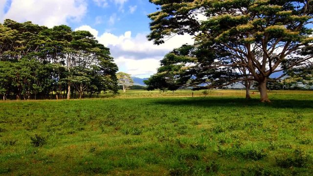 Video pan shows a blooming Albezia tree growing in a countryside meadow in Kauai Hawaii..