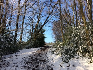 Idylle im verschneiten Wald
