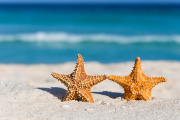 Two starfishes on caribbean sandy beach