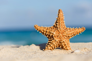 Starfish on caribbean sandy beach