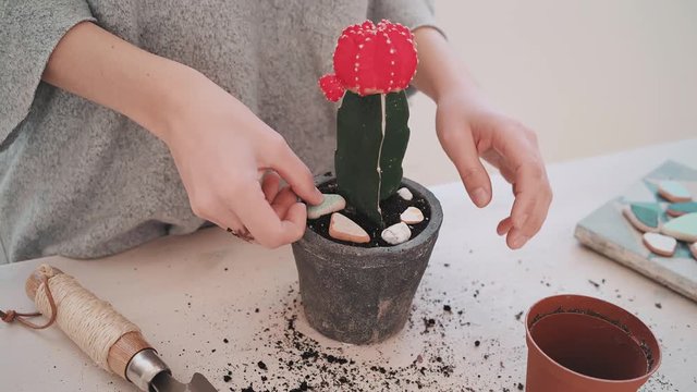 Close up shot of young lady hands with artisan ring in form of leaves on finger decorate grafted green cactus with red desert chin cacti in handmade little gray pot standing on white wooden table.
