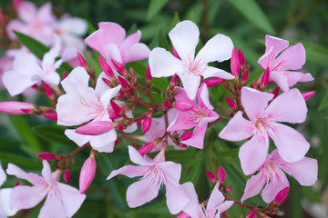 Obraz premium beautiful wild flowers