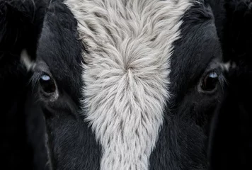 Rolgordijnen Koe, gezicht close-up © Stef Bennett