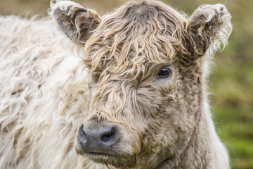 Cow, close up