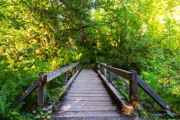Fototapeta premium Rain forest