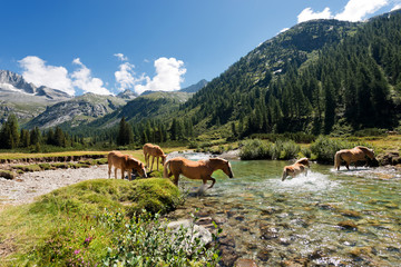 Horses in National Park of Adamello Brenta - Italy