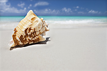 Fototapeta na wymiar Seashell on the sand close up near the ocean