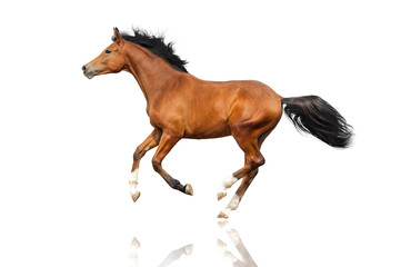 Bay horse run gallop isolated on white background