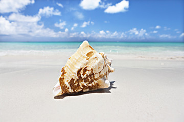 Obraz na płótnie Canvas Sea shell close up with a sea coast