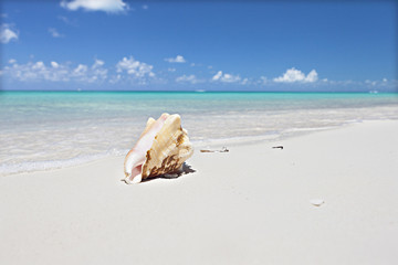 Obraz na płótnie Canvas Sea shell isolated on the sand at the sea coast