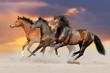 Foto auf Acrylglas Drei braune Pferde galoppieren im Wüstenstaub © kwadrat70