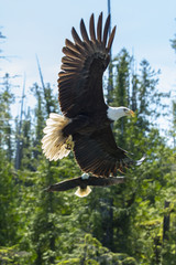 Alaskan Eagle