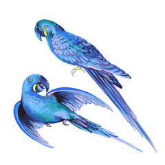 vector illustration of blue parrots. macaw parakeets.