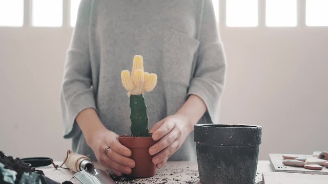 Lady in warm fleece t-shirt accurately takes out from cachepot beautiful grafted green cactus with yellow desert chin cacti and carefully checks the roots for pest and diseases and gently firms plant