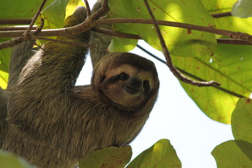 Three-toed Sloth in tree © Thomas