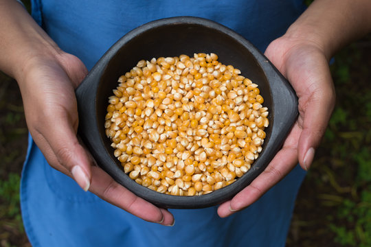hands holding a bowl with maize