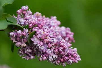 branch of blossoming violet lilac close up