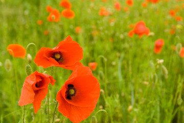 Mohn