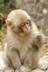 Japanese macaque (Macaca fuscata) - Yudanaka seifu-so - Japan
