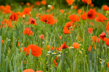 Mohn