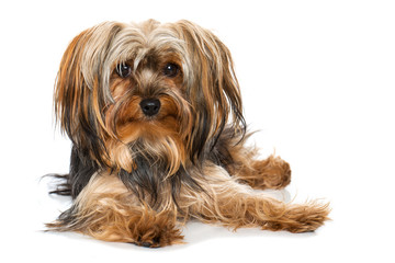 Liegender Yorkshire Terrier