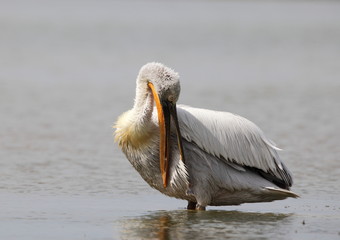 Dalmatian pelican