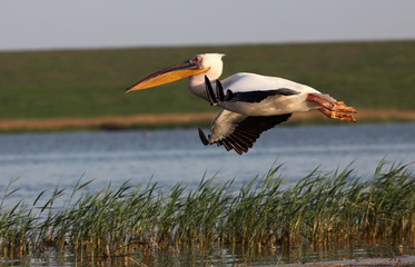 Great white pelican