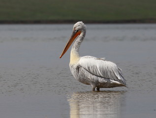 Fototapeta na wymiar Dalmatian pelican
