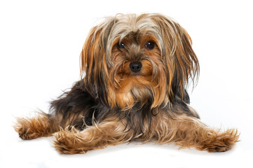 Hund mit ausgestreckten Beinen