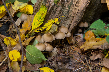 mushroom in yellow autumn leaves