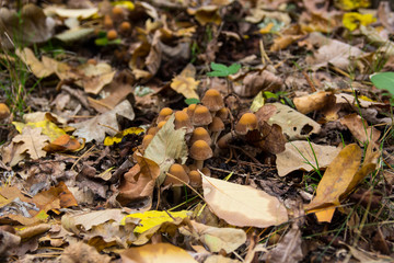 mushroom in yellow autumn leaves